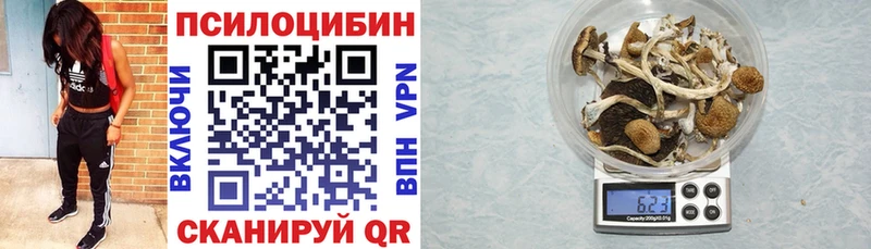 Купить  Северобайкальск  Галлюциногенные грибы Psilocybe 